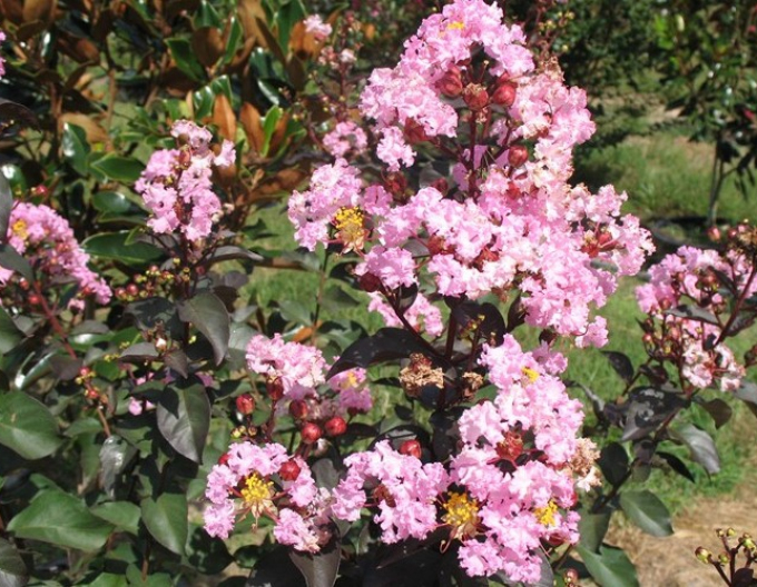 Lagerströmie Rhapsody in Pink