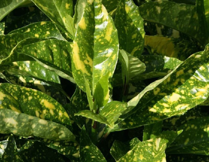 Aukuba  Crotonifolia