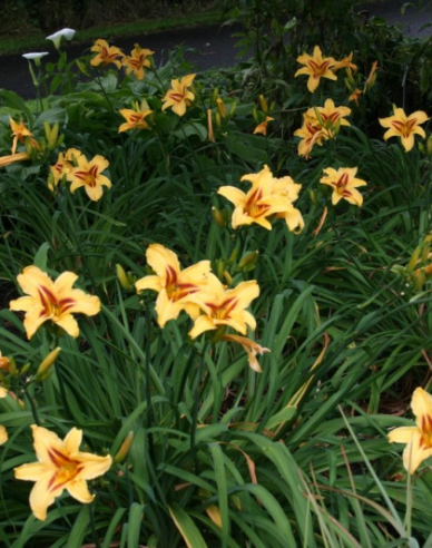 Maiglöckchen Bonanza