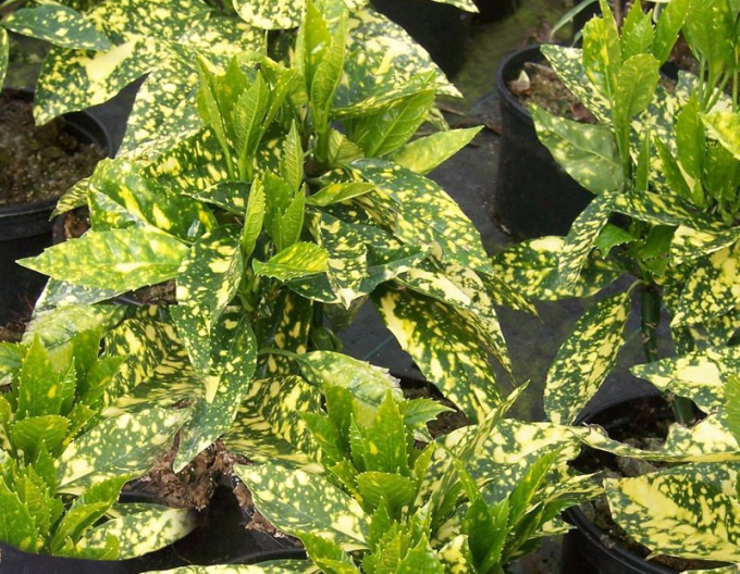 Aukuba  Crotonifolia