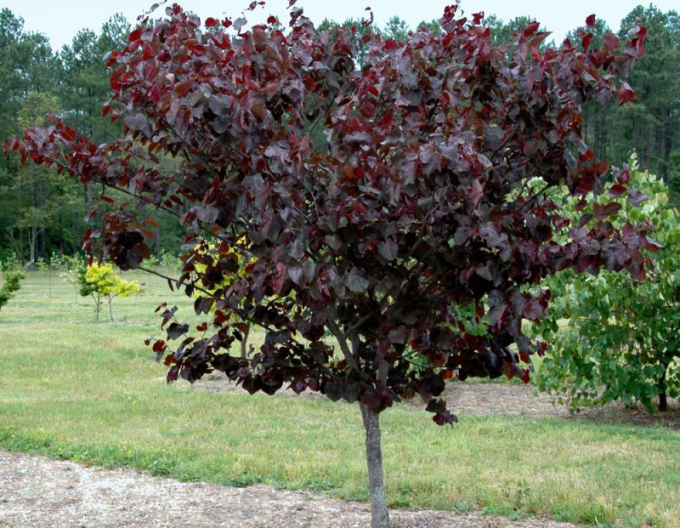 Judasbaum Merlot