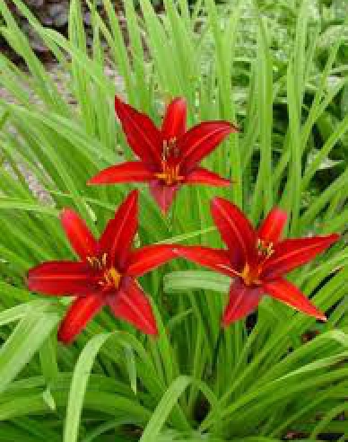 Taglilie Crimson Pirate