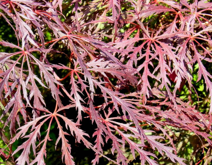 Spitzahorn Atropurpurea auf einem Baumstumpf