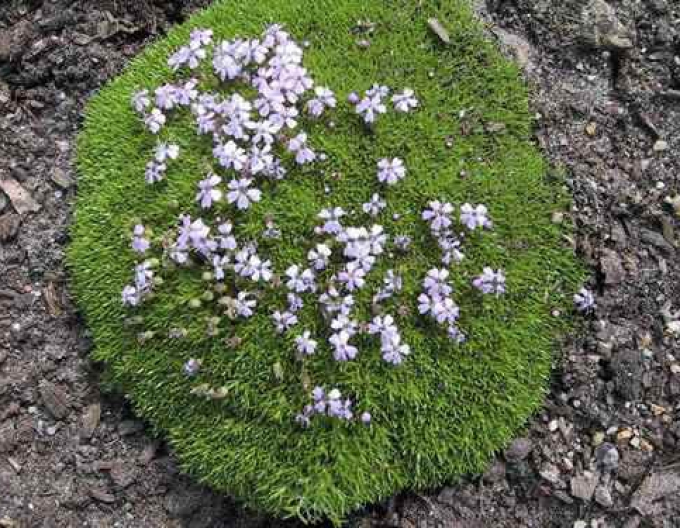 Silene Mout Snowdon