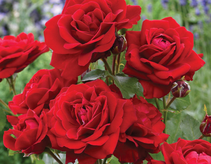 Stammrose Lili Marlen