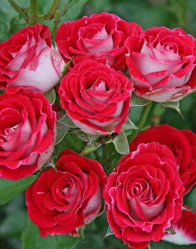 Baumrose ´Red White´