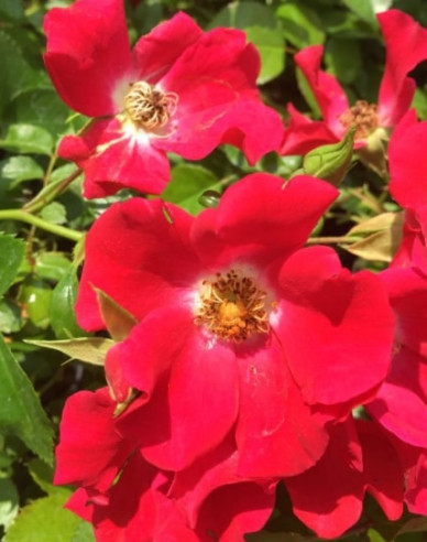 Stammrose Sommerabend