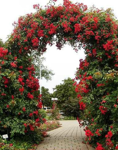 Stammrose Sommerabend