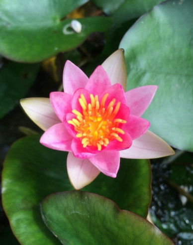 Seerose Laydekeri Lilacea