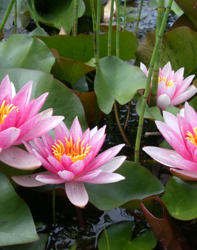 Seerose Laydekeri Lilacea