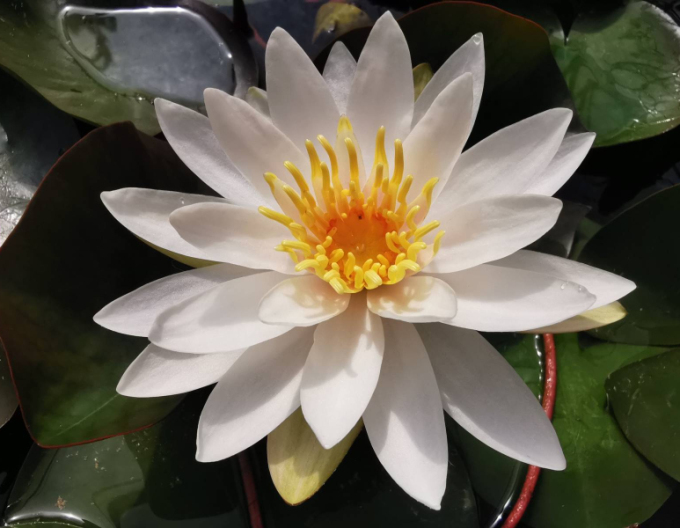 Seerose Souvenir de Fridolfing