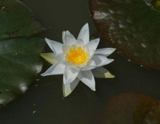 Seerose Souvenir de Fridolfing