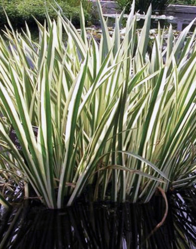 Buntblättriger Kalmus