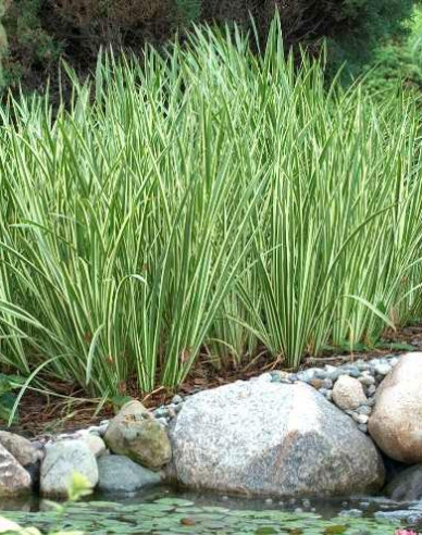 Buntblättriger Kalmus