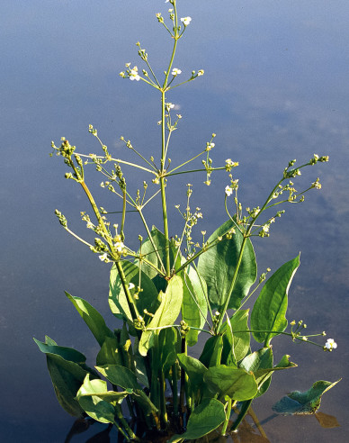 Gewöhnlicher Froschlöffel
