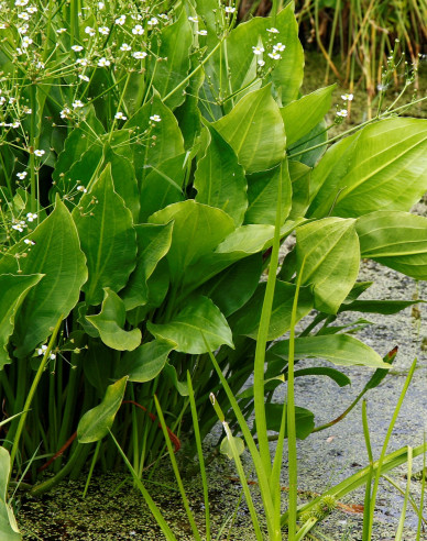 Gewöhnlicher Froschlöffel