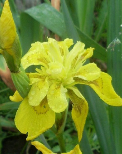 Iris Flore Pleno
