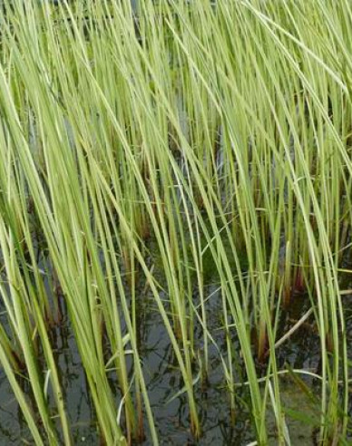 Teich Simse Albescens