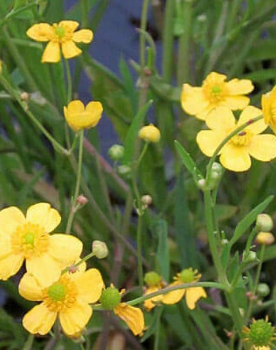 Brennender Hahnenfuß