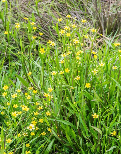 Brennender Hahnenfuß