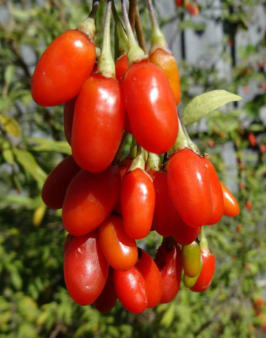 Bocksdorn Grosfruchtig