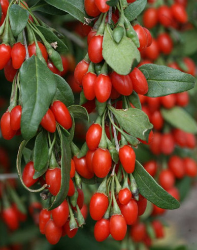 Bocksdorn Grosfruchtig