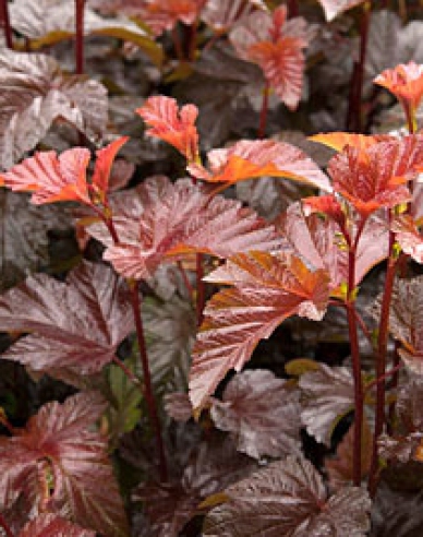 Fasanenspiere Lady in Red