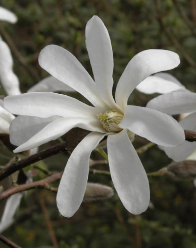 Magnolia japonica - Stämmchen