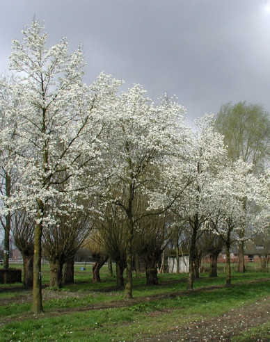 Magnolia japonica - Stämmchen