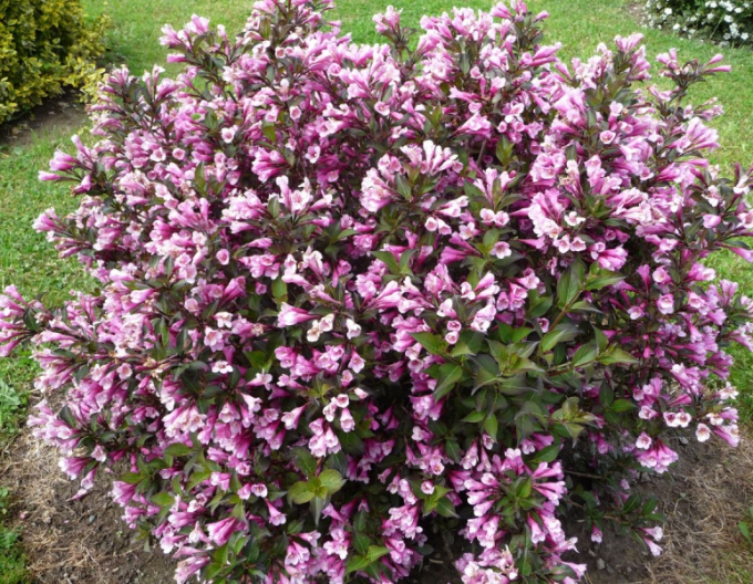 Blühende Weigelie Nana Purpurea