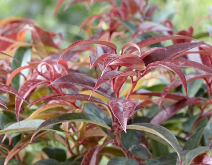 Traubenmyrthe  ROYAL RUBY