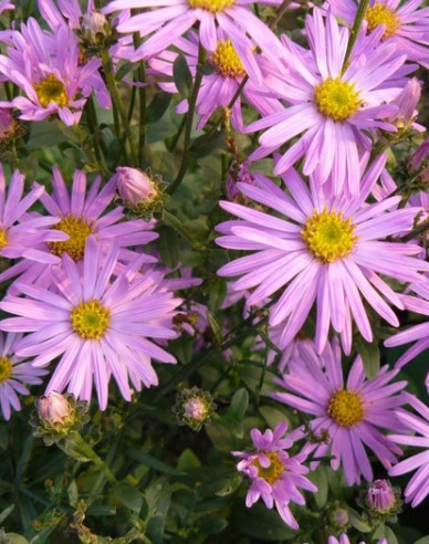 Winteraster Clara Curtis