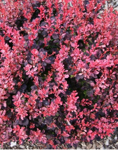 Berberitze Inspiration