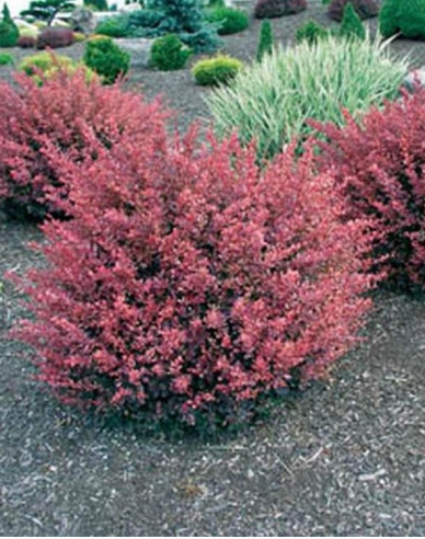 Berberitze Inspiration