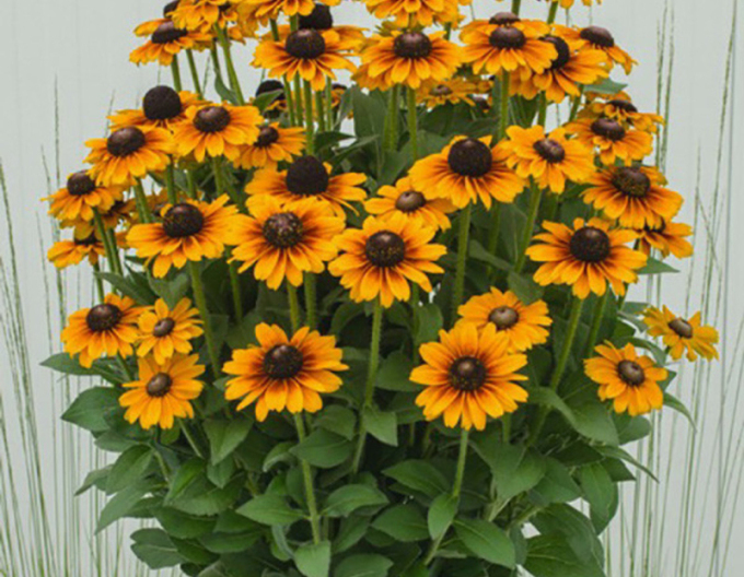 Sonnenhut SmileyZ Tiger
