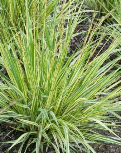 Pfeifengras Variegata