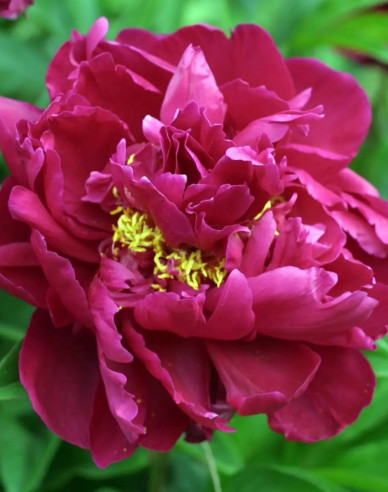 Halbstrauchige Pfingstrose Karl Rosenfield