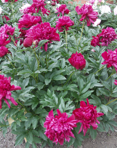 Halbstrauchige Pfingstrose Karl Rosenfield