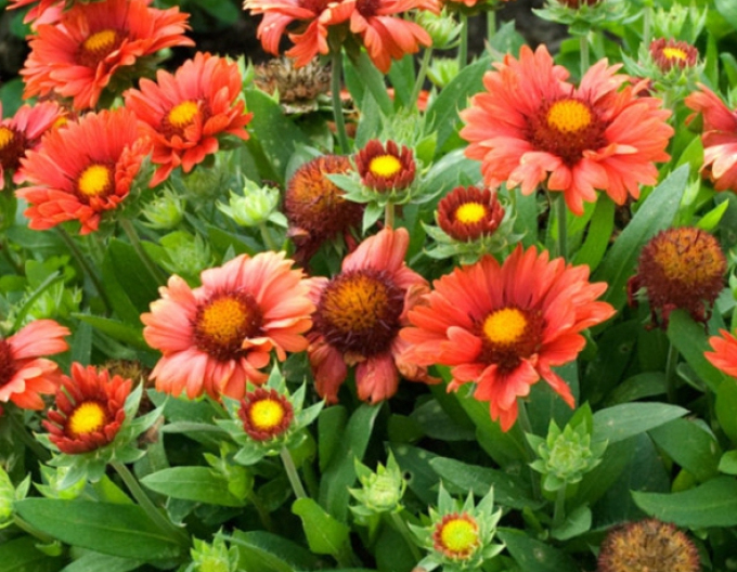 Kokardenblume  Arizona Red Shades