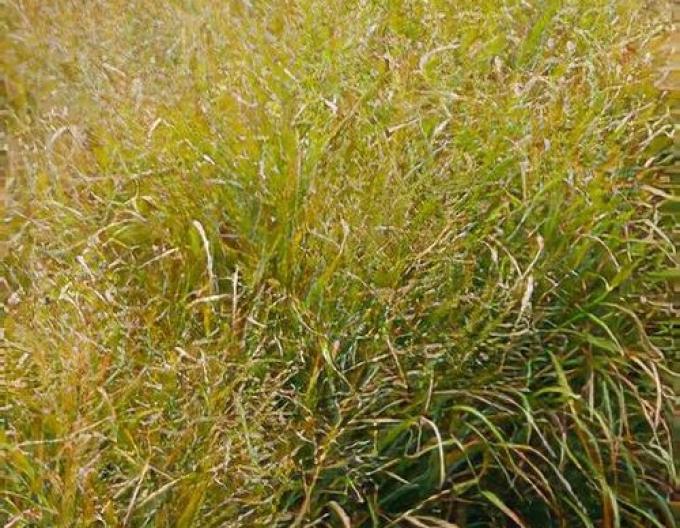 Ruten-Hirse Strictum