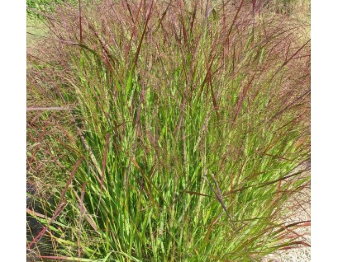 Ruten-Hirse Strictum