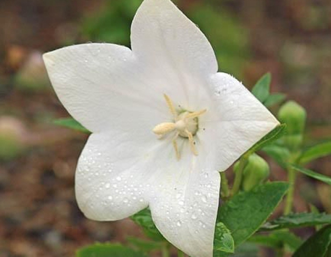 Ballonblume  Astra White