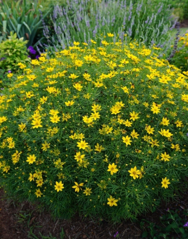 Mädchenauge Grandiflora