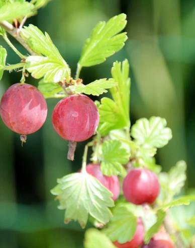Stachelbeeren Niesluchowski - Stämmchen 2l