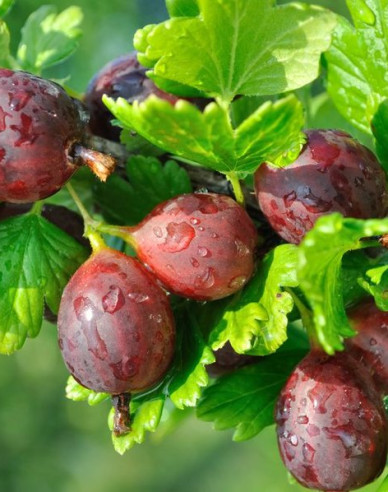 Stachelbeeren Niesluchowski - Stämmchen 2l