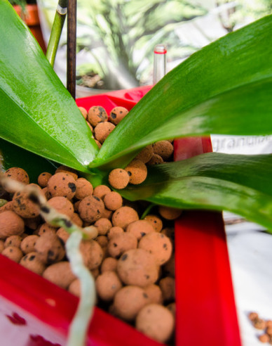 Ceramsit 8 - 16mm 50l