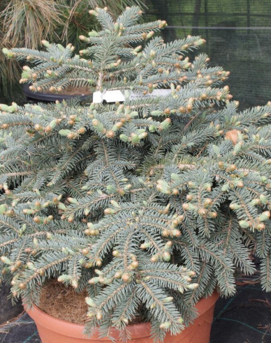 Fichte Nidiformis Kalouš