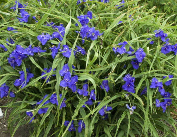 Tradeskancia Zwanenburg Blau