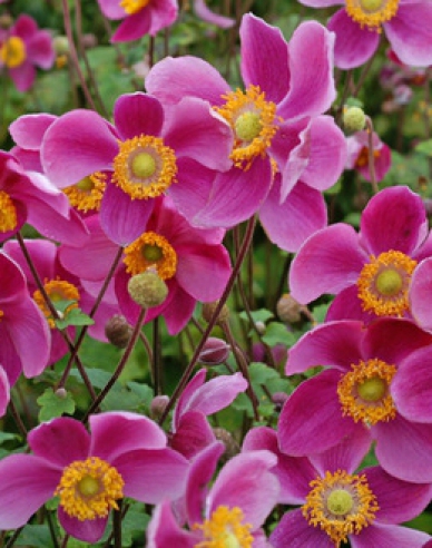 Herbst - Anemone  Prinz Heinrich