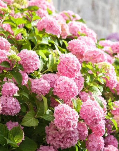 Gartenhortensie Bouquet Rose